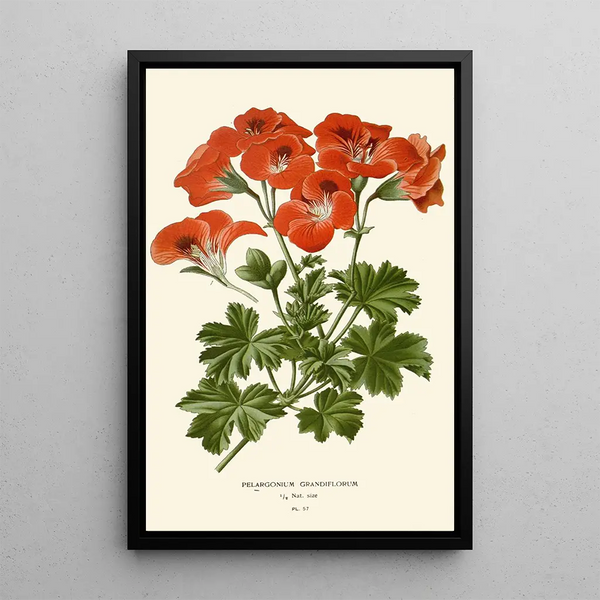 Pélargonium grandiflorum - Edward Step — oprawiony obraz na ścianie