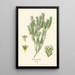 Reprodukcja obrazu Phylica ericoides - Edward Step