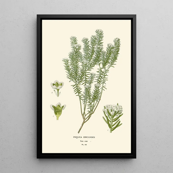 Reprodukcja obrazu Phylica ericoides - Edward Step