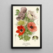 Reprodukcja obrazu Anemone Coquelicot - Edward Step