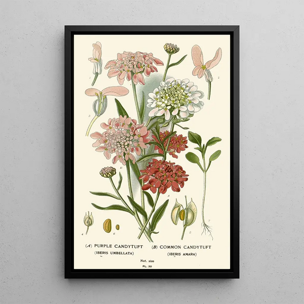 Reprodukcja obrazu Iberis Violet Iberis Commun - Edward Step