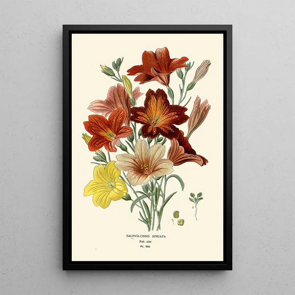 Salpiglossis Sinuata - Edward Step — oprawiony obraz na ścianie