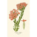 Crassula Écarlate - Edward Step — widok dzieła