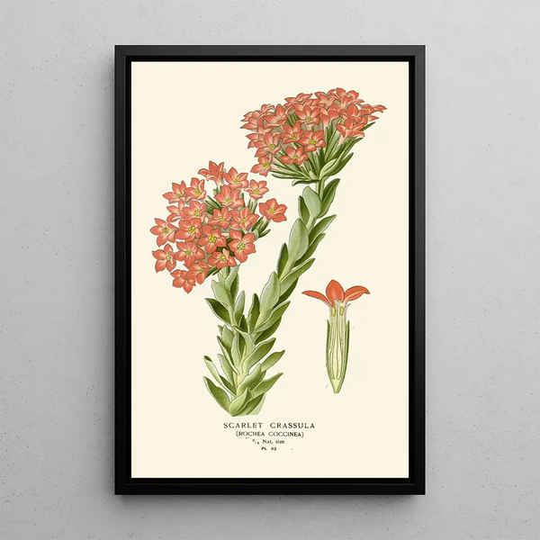 Crassula Écarlate - Edward Step — oprawiony obraz na ścianie