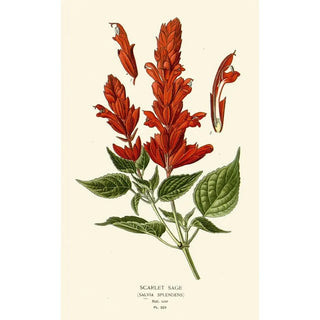 Edward Step - Scarlet Sage.webp