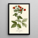 Reprodukcja obrazu Potentilla srebrzysta - Edward Step