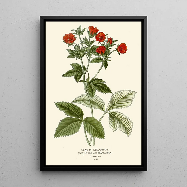 Reprodukcja obrazu Potentilla srebrzysta - Edward Step