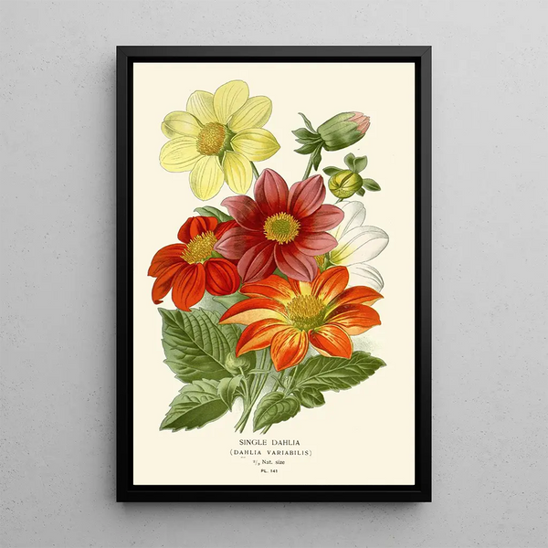Reprodukcja obrazu Dahlia Simple - Edward Step