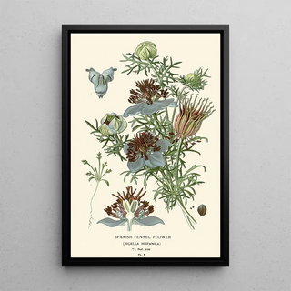 Edward Step - Spanish Fennel Flower.webp