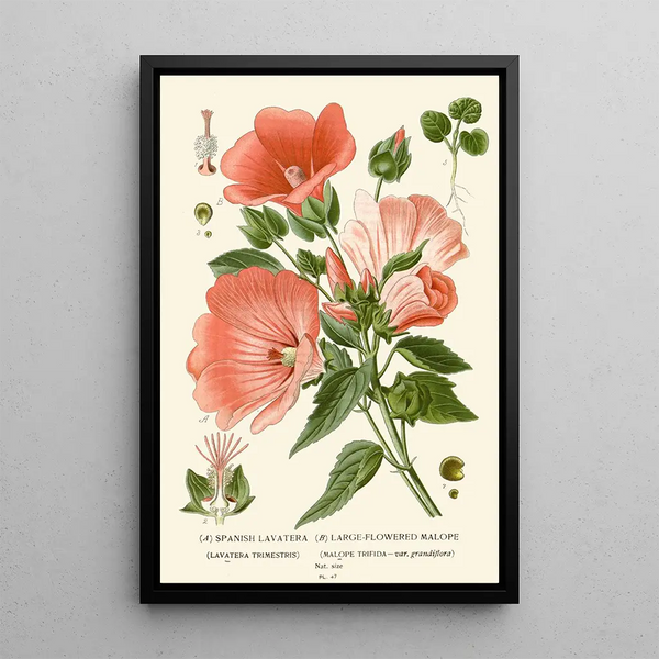 Reprodukcja obrazu Mauve d'Espagne Maloppe à Grandes Fleurs - Edward Step