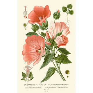 Edward Step - Spanish Lavatera Largeflowered Malope.webp