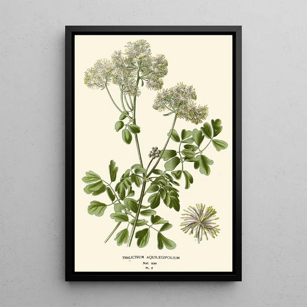 Reprodukcja obrazu Pigamon à Feuilles d'Aquilegia - Edward Step