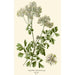 Reprodukcja obrazu Pigamon à Feuilles d'Aquilegia - Edward Step