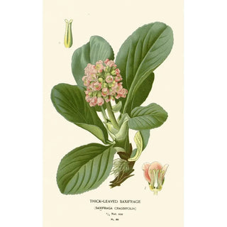 Edward Step - Thickleaved Saxifrage.webp