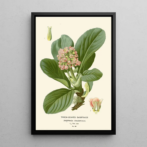Saxifrage à feuilles épaisses - Edward Step — oprawiony obraz na ścianie
