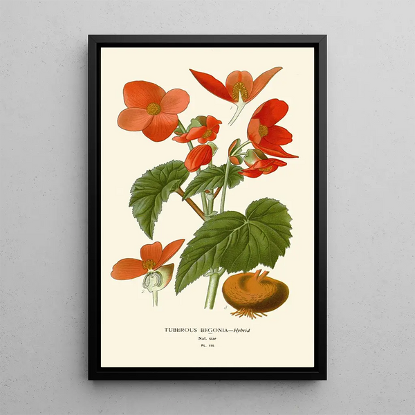 Begonia tuberous - Edward Step — oprawiony obraz na ścianie