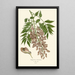 Reprodukcja obrazu Glycine de Chine - Edward Step
