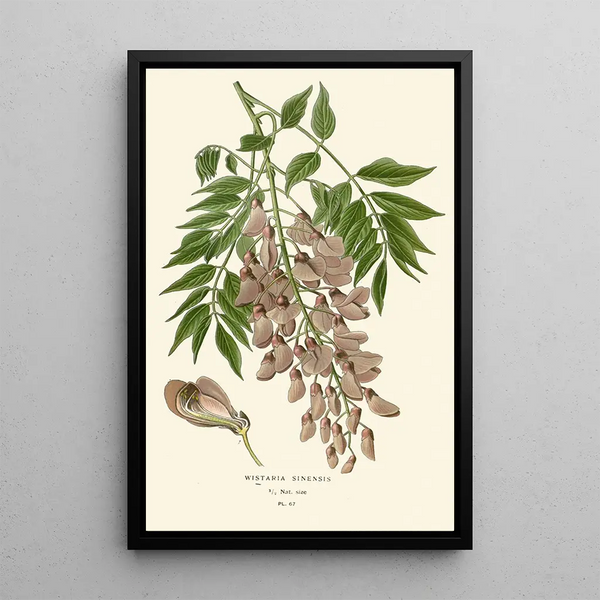 Reprodukcja obrazu Glycine de Chine - Edward Step
