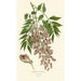 Reprodukcja obrazu Glycine de Chine - Edward Step