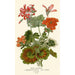 Geranium zonal - Edward Step — widok dzieła