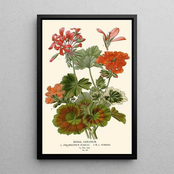 Geranium zonal - Edward Step — oprawiony obraz na ścianie
