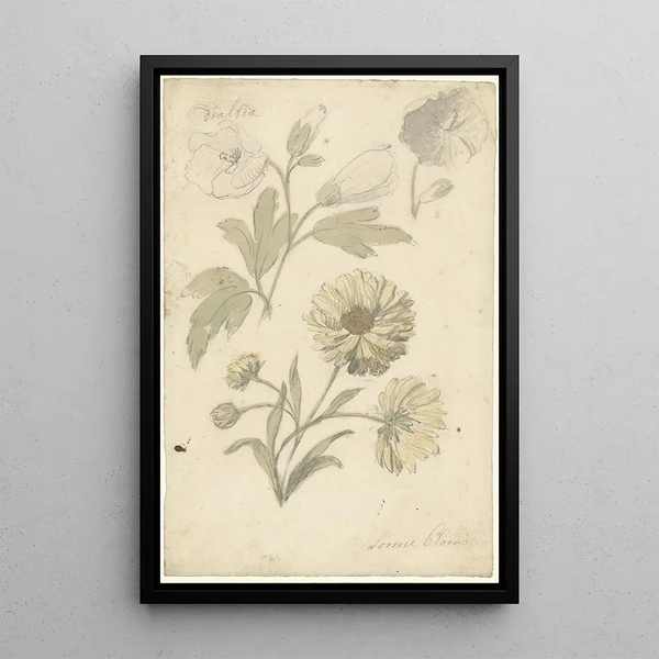 Elias van Nijmegen - Studies van zonnebloemen en dialtia.webp