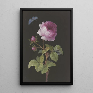 Elisabeth Christina Matthes - Rosa Rose Rosa mit sich einspinnender Raupe und Bluling.webp