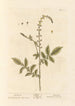 Aigremoine - Elizabeth Blackwell — widok dzieła