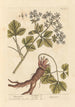 Maceron - Elizabeth Blackwell — widok dzieła