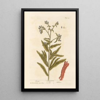 Elizabeth Blackwell - Alkanet.webp