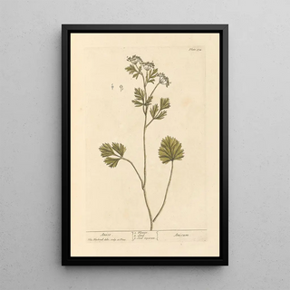 Elizabeth Blackwell - Anise.webp