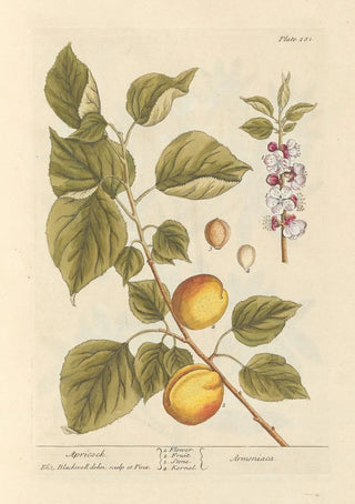 Elizabeth Blackwell - Apricock.webp