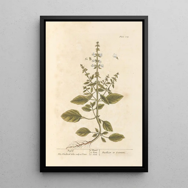 Elizabeth Blackwell - Basil.webp