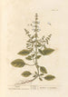 Basilic - Elizabeth Blackwell — widok dzieła