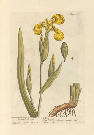 Elizabeth Blackwell - Bastard acorus.webp