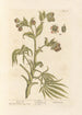 Hellebore fétide - Elizabeth Blackwell — widok dzieła