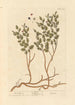 Myrtille - Elizabeth Blackwell — widok dzieła