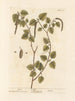 z brzozami - Elizabeth Blackwell — widok dzieła