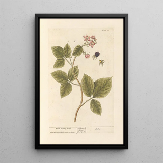Elizabeth Blackwell - Black berry bush.webp