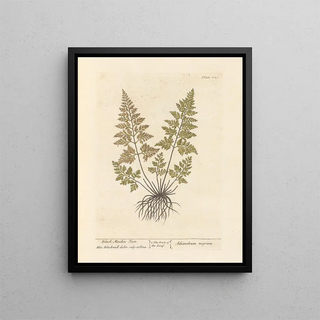 Elizabeth Blackwell - Black maiden hair.webp