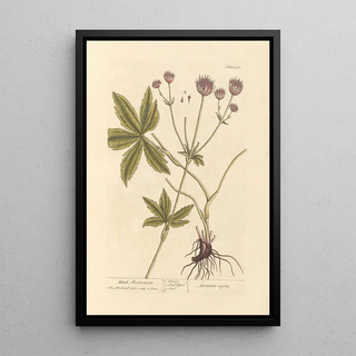 Elizabeth Blackwell - Black masterwort.webp