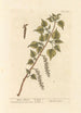z czarnego topoli - Elizabeth Blackwell — widok dzieła
