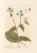 Bourrache - Elizabeth Blackwell — widok dzieła