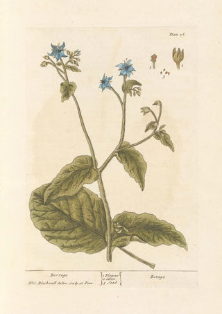 Elizabeth Blackwell - Borrage.webp