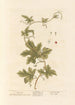 Bryone - Elizabeth Blackwell — widok dzieła