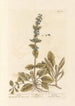 Bugle - Elizabeth Blackwell — widok dzieła