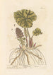 Pétasite - Elizabeth Blackwell — widok dzieła