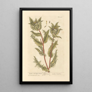 Elizabeth Blackwell - Carduus or the blessed thistle.webp