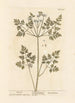 Cerfeuil - Elizabeth Blackwell — widok dzieła