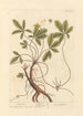 Potentilla - Elizabeth Blackwell — widok dzieła